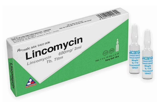 4322. Lincomycin - (Lincomycin (dưới dạng Lincomycin HCL) 600mg) - [Thùng 132 vỉ; vỉ 1 hộp; hộp 10 ống; ống 2 ml] Vinphaco - Việt Nam